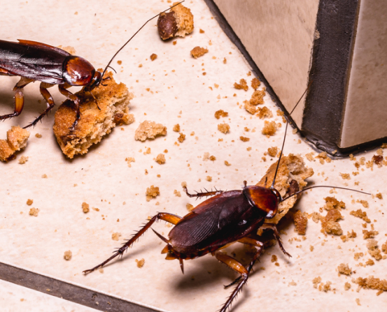 cockroach follow-up treatment