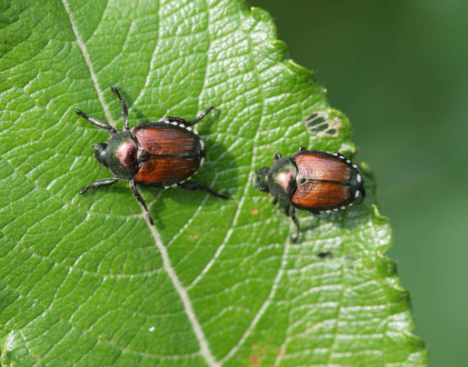 japanese beetle